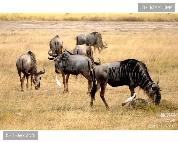 乌干达鹤军团推动生态保育与社区发展，共筑可持续未来