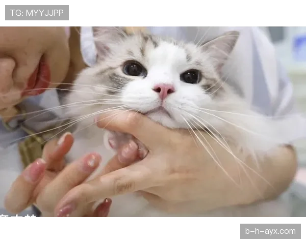 掌敏洁家的猫都比我们活得精致